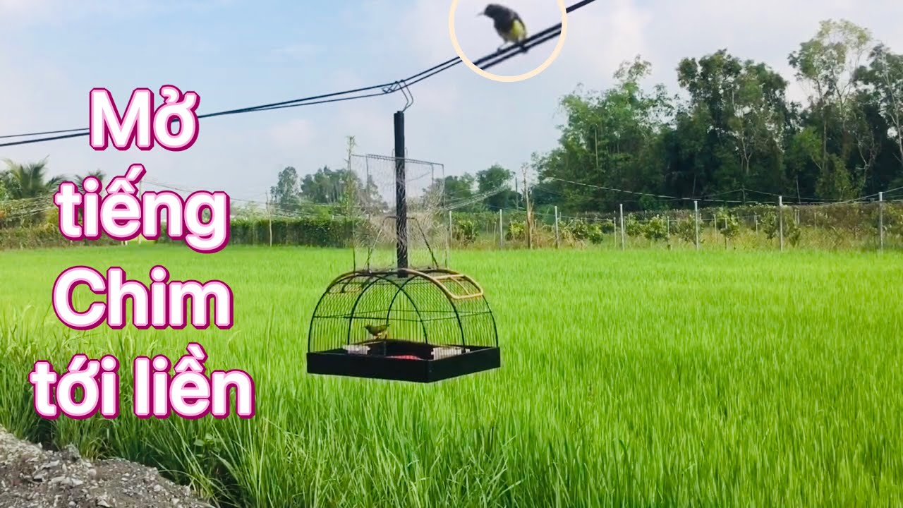 Tiếng chim hút mật 5 màu mồi 2025 - mới