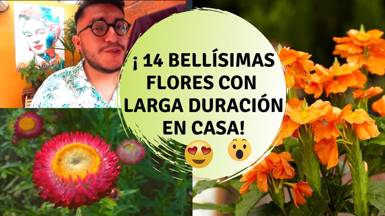 Plantas con flores duraderas  / Plantas con flores que tardan en secarse