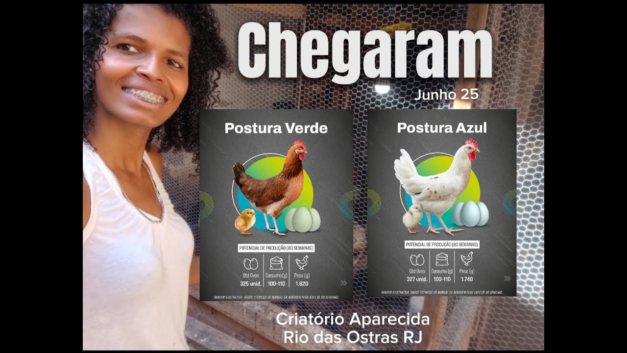 Poedeira de Ovos Azuis e Verdes  - Chegada
