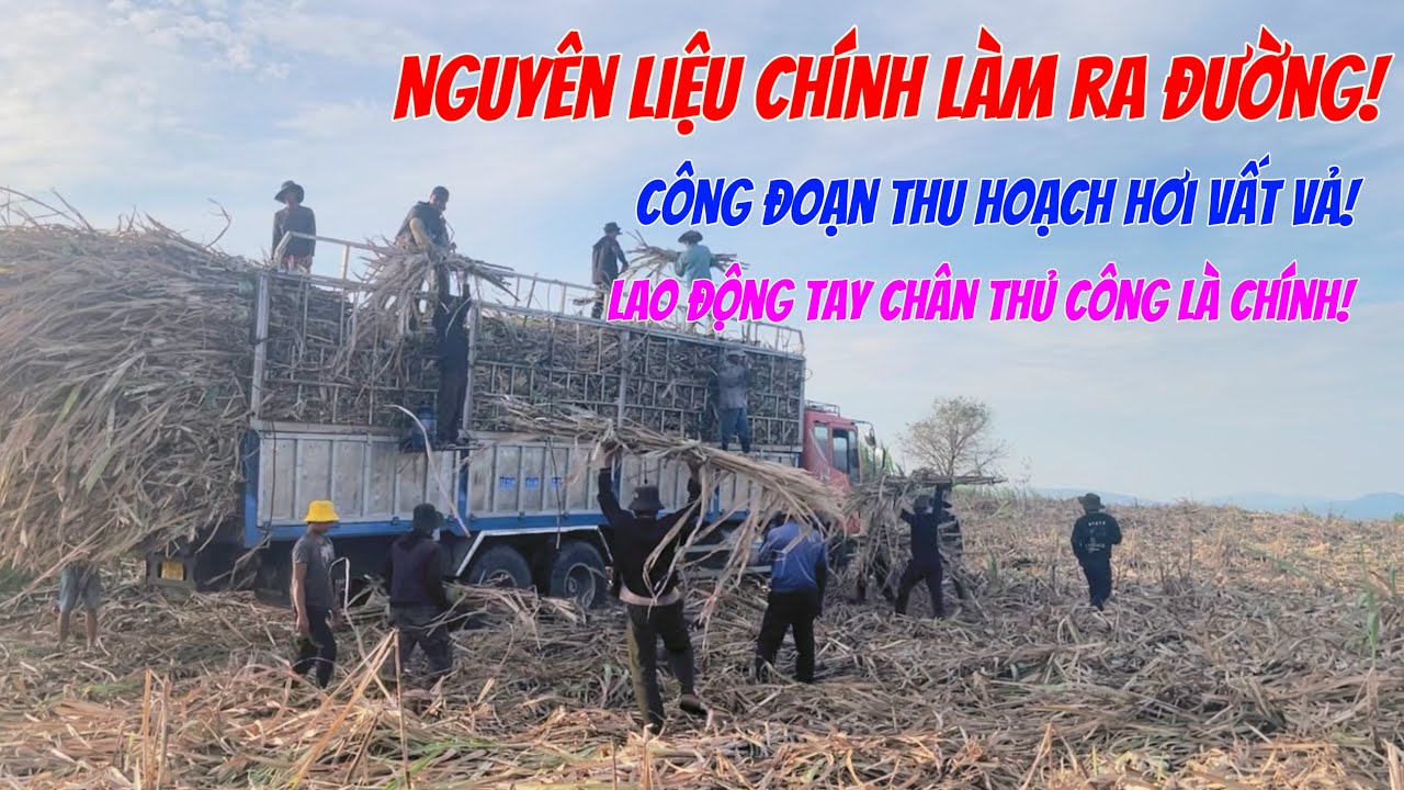Bốc mía lên xe tải bằng tay|Nguyên liệu chính để làm ra đường|Main ingredient to make edible sugar.