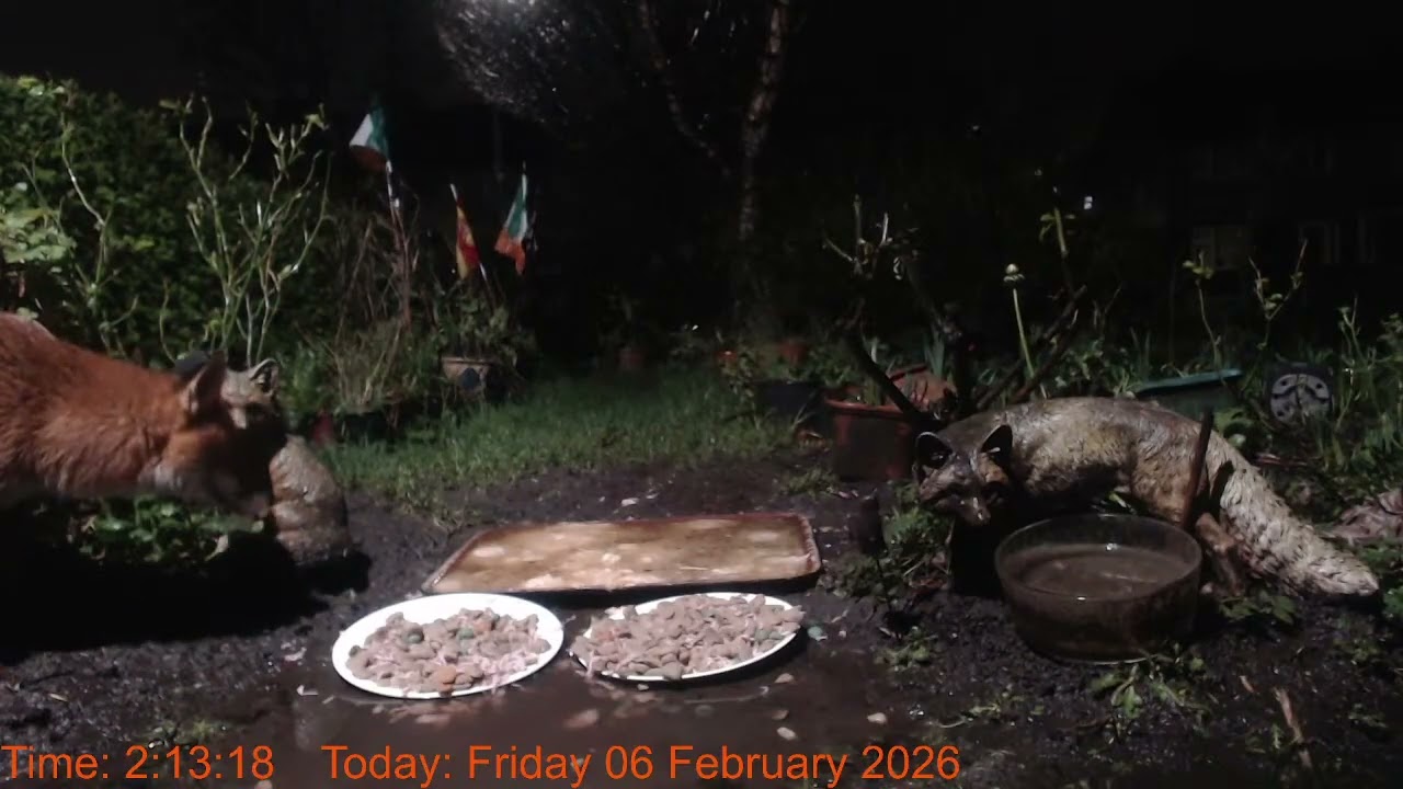 Foxheaven Dublin Ireland Livestream