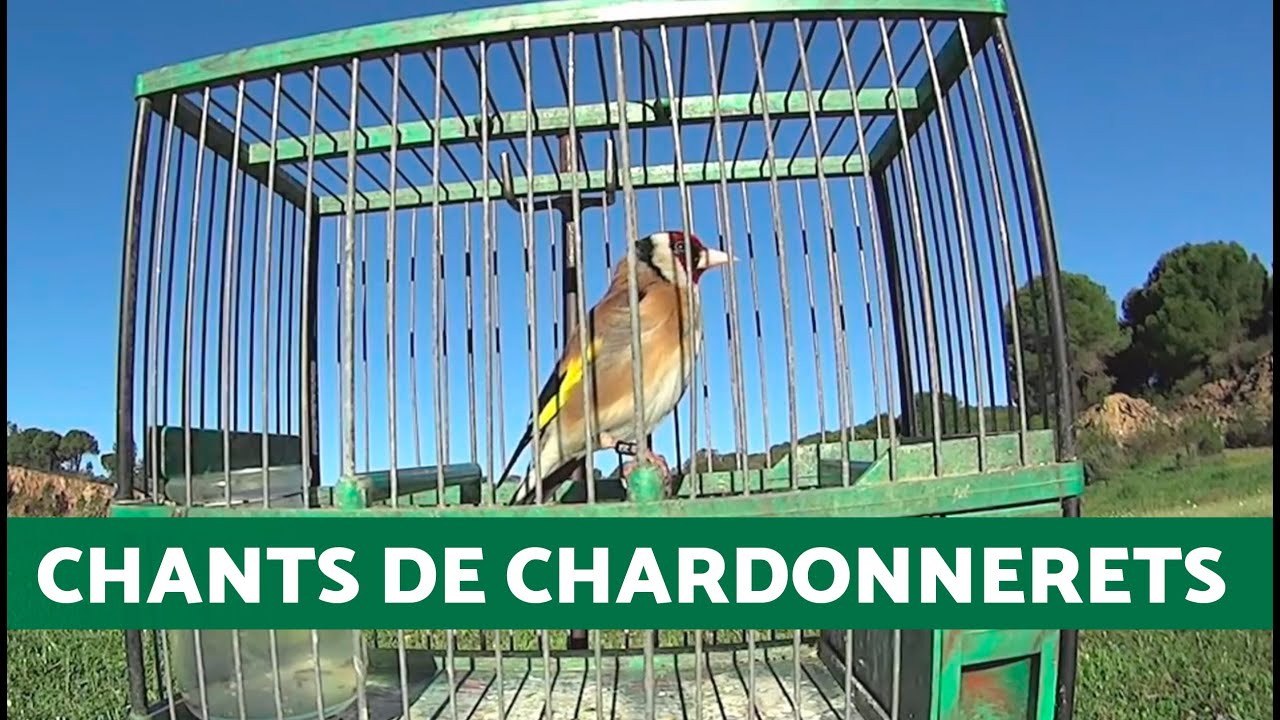 10 ANS de CHANTS de CHARDONNERETS 📢 (Compilation du CANAL)