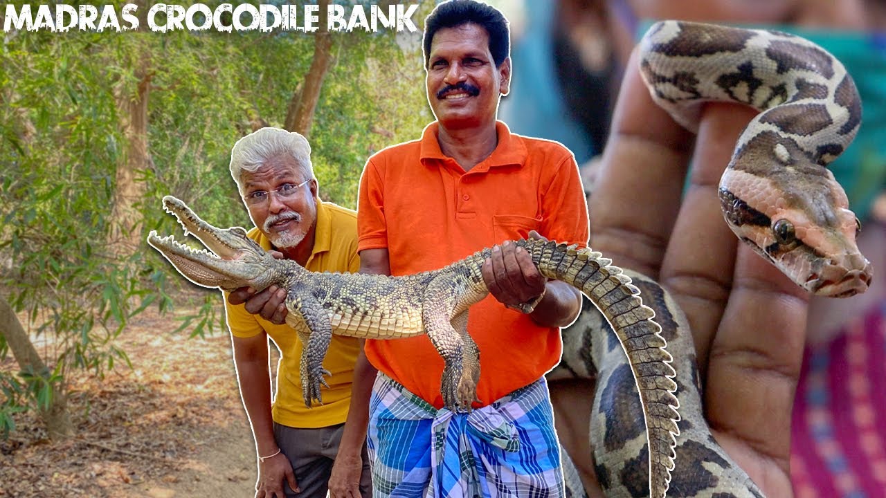 ANIMALS Up-Close at Madras Crocodile Bank! 😯😱| Part2