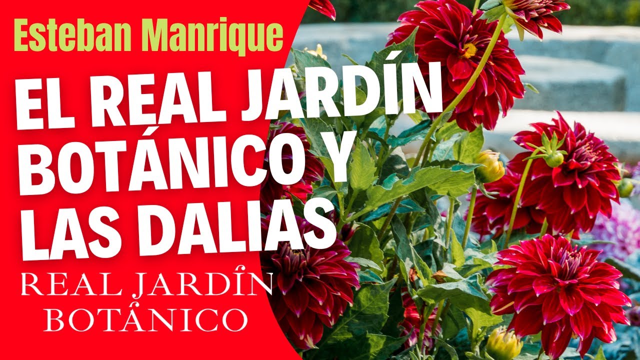 El Real Jardín Botánico y las dalias