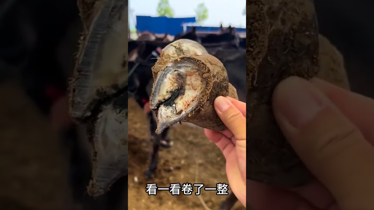 The Gentle Clip-Clop of Donkey Hooves on Ancient Stone Paths &mdash; A Soul-Slowing Moment in Rural China