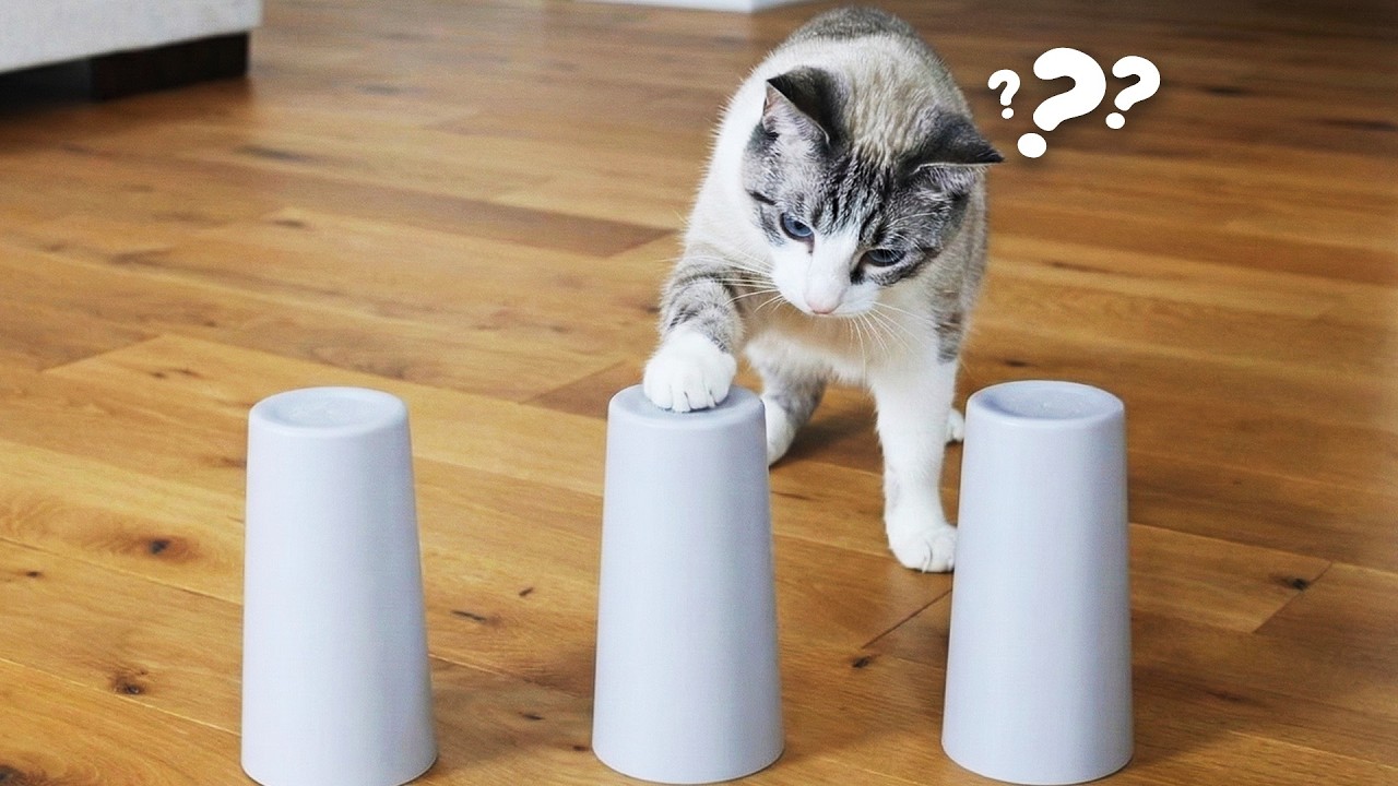 I Tested My Cats' IQ...