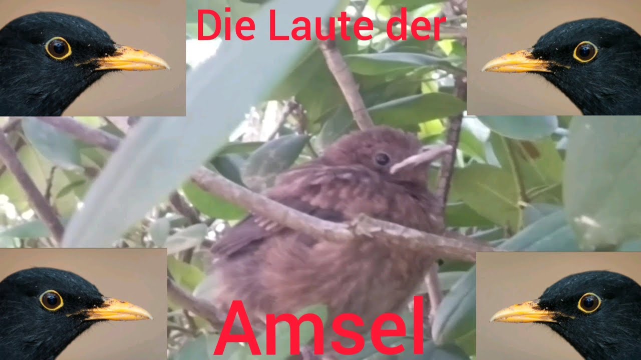 Die Laute der Amsel #LoveNature #Amselgesang #LoveNature