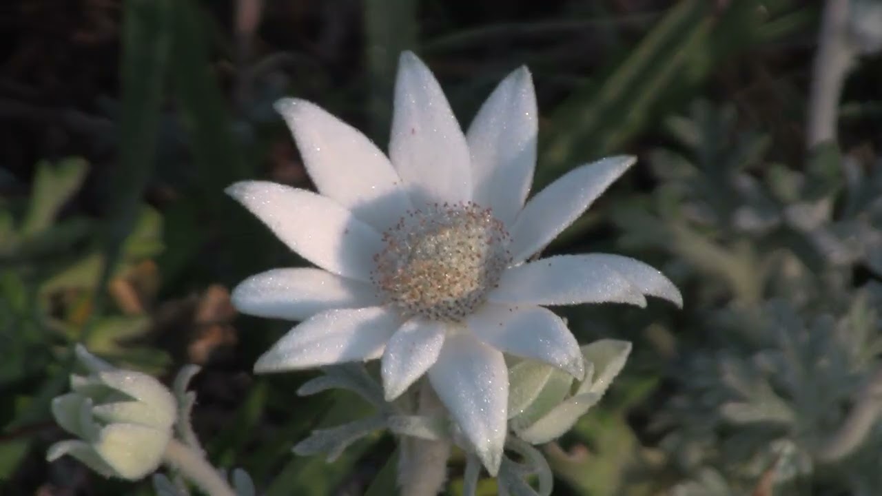 BITOU BUSH, PART 4: 