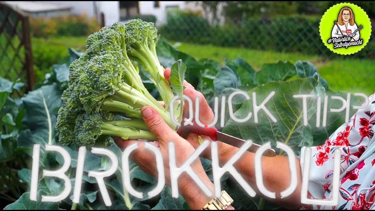 Brokkoli ernten - 2. Ernte - Einfrieren ? Wie?