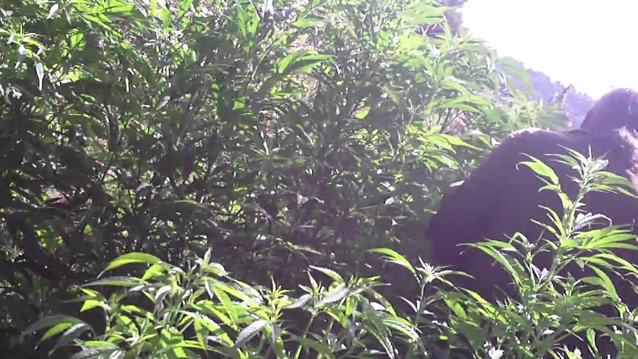 100% Legalized in California Prop 215 Medical Marijuana for my MS
