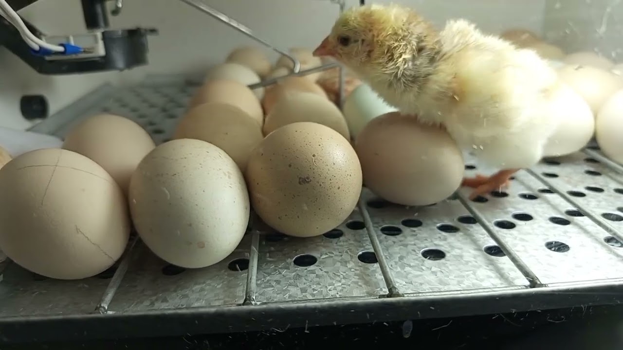 Chocadeira ECLO - Minha primeira experiência!