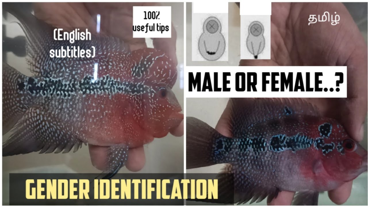 Flowerhorn gender identification | Male or female | தமிழ் | Aquapets & farm