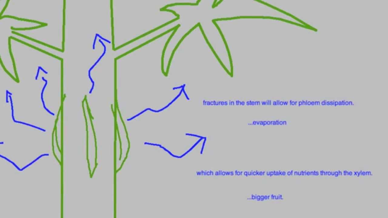 super cropping cannabis for maximum yield
