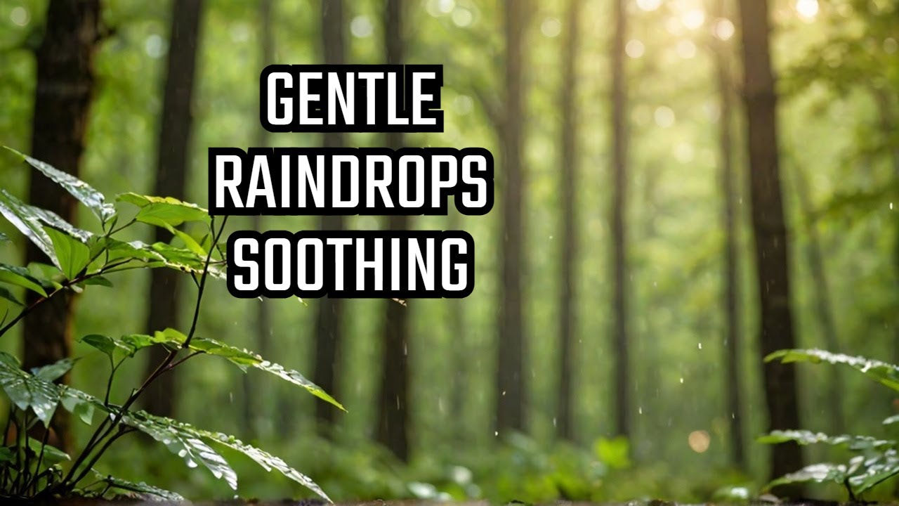 Gentle Tropical Rainfall in a Peaceful LIGHT Forest! LIGHT FOREST RAINFALL 2.