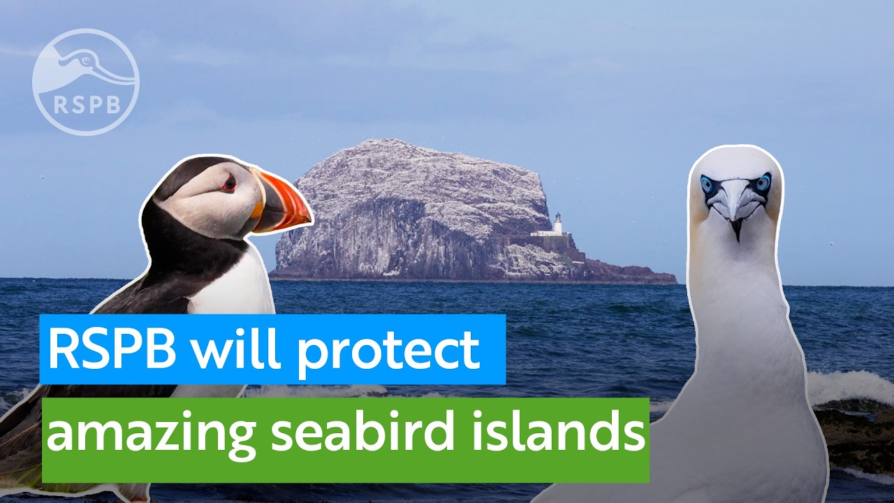 Amazing news as RSPB adds iconic seabird islands to its reserves
