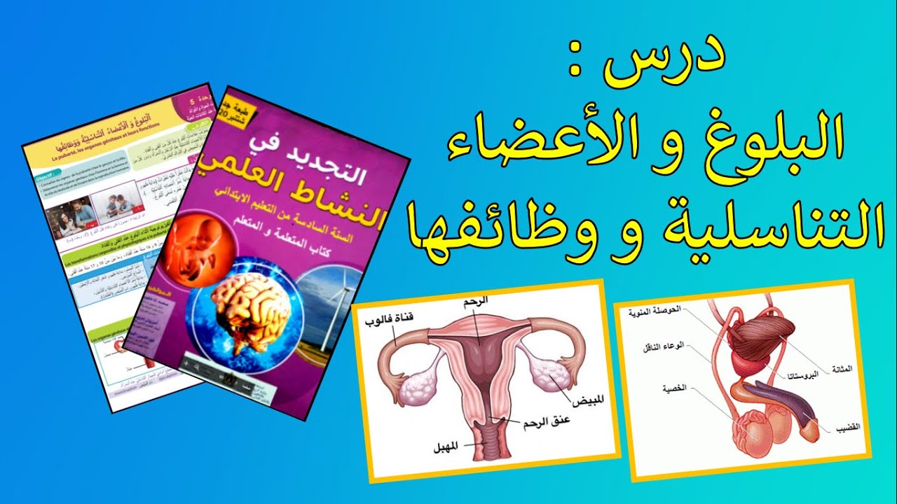 درس البلوغ و الأعضاء التناسلية و وظائفها المستوى السادس ابتدائي التجديد في النشاط العلمي ص 62 و 63