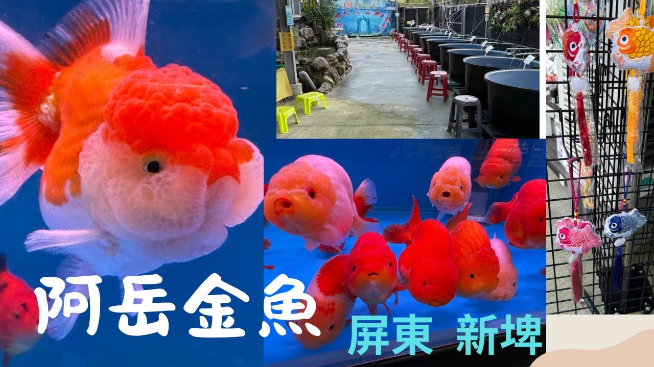 Healing goldfish~ 適合親子同遊、全台最大的金魚養殖場：阿岳金魚#goldfish#pingtung#新埤#屏東