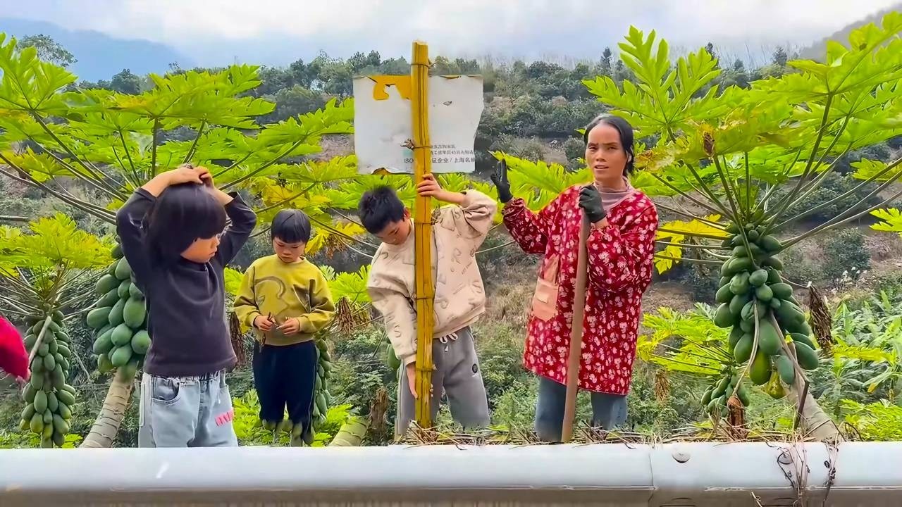 【一家七口隐居深山】辛苦种植的红心木被过路人多次采摘，妈妈心疼不已，孩子们在木瓜地树立警示牌！#农村生活#vlog#山居生活