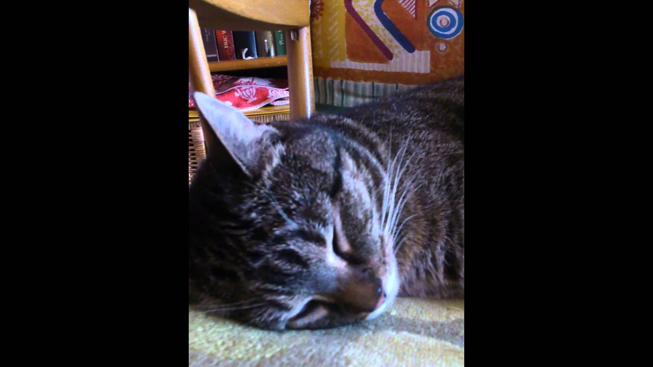 Minni the Katz 01 : Ruhephase