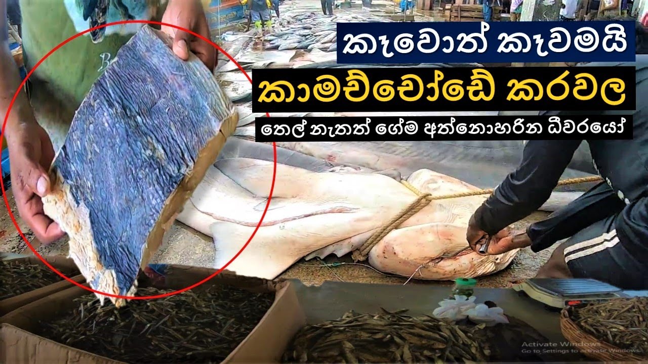 කාමච්චෝඩේ කරවල | kamachchode dry fish | trending