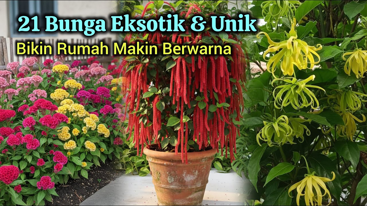 21 Bunga Eksotik dan Unik yang Bisa Mempercantik Halaman Rumahmu