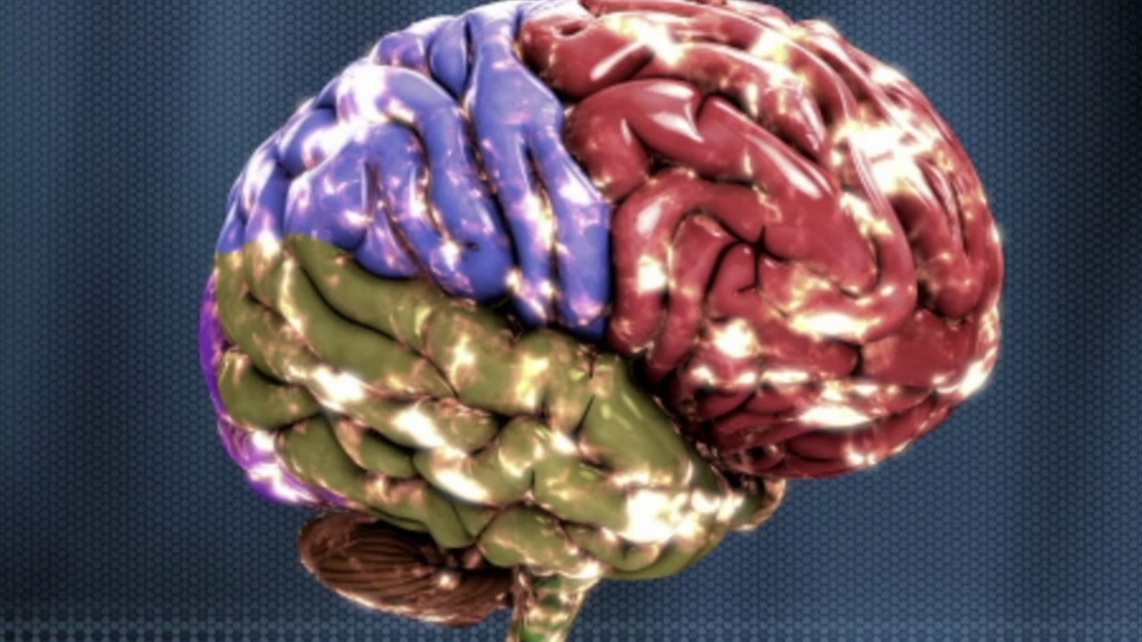 What Is White Matter and Why Does It Matter? - Science Ambassador Scholarship