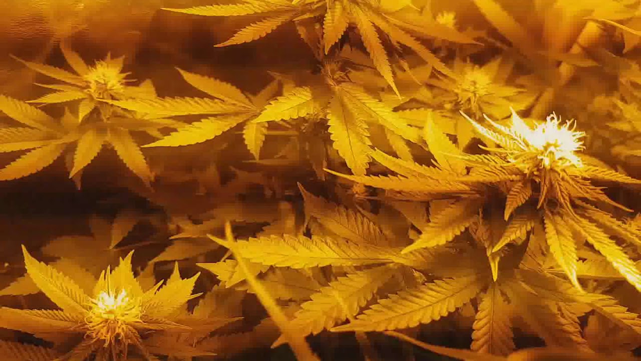 1024 Medical Seeds - Gipsy Hazze Eva seeds Scrog 250W