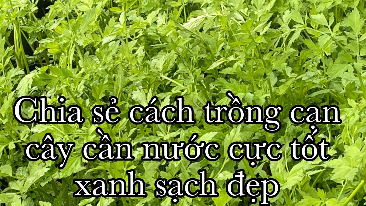 Chia sẻ cách trồng cạn cây rau cần nước xanh sạch đẹp không sâu bọ.