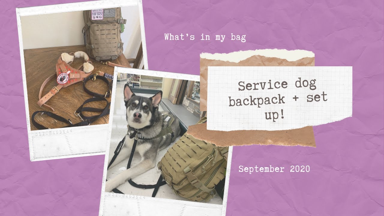 What’s in my bag- Service dog edition+ current set up!