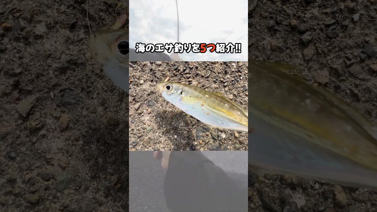 海のエサ釣りと魅力を紹介あなたがどの釣り方でどんな魚を釣ったことがありますか？🎣ぜひコメントしてください#釣り#海釣り#魚釣り#釣り初心者#釣魚#エサ釣り#サビキ釣り VOICEVOX:青山龍星