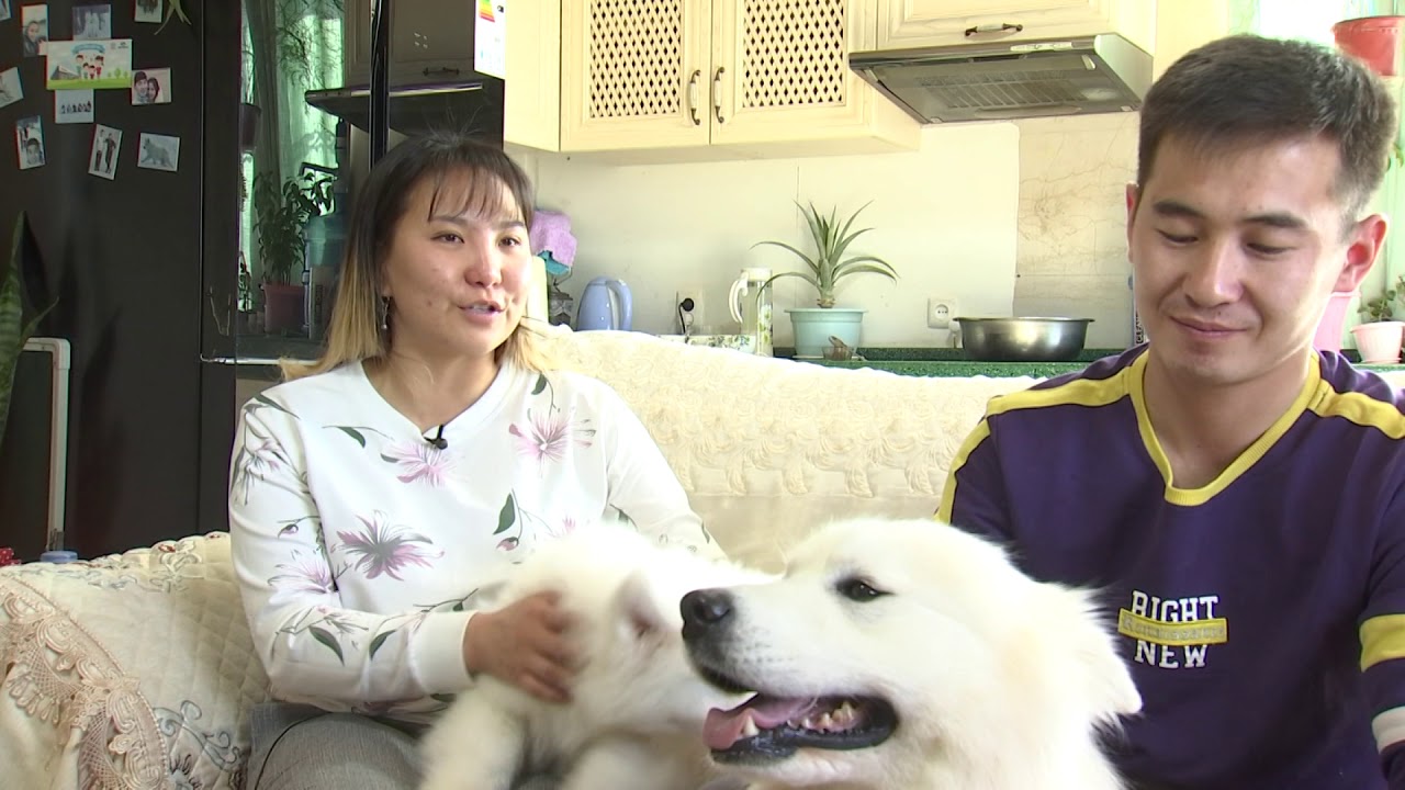 SAMOYED uuldriin nohoi