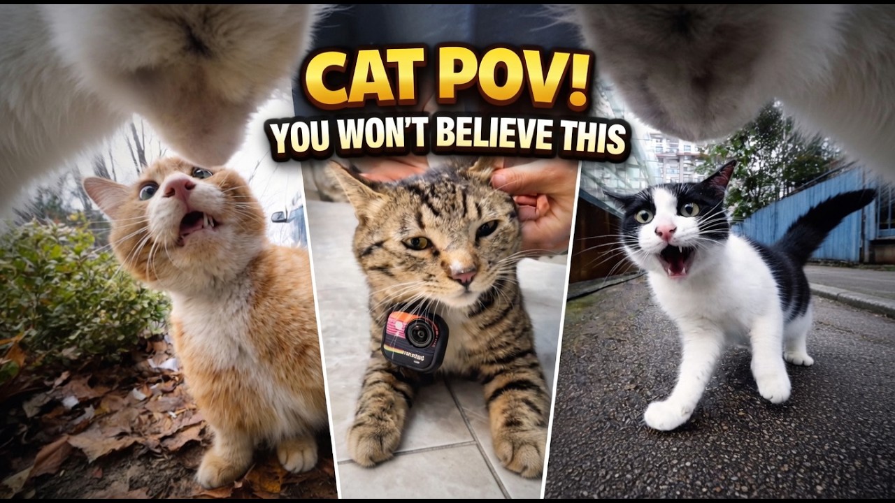 POV: Life Through Master Cat’s Eyes… You Won’t Believe This #CatPOVCatVlog
