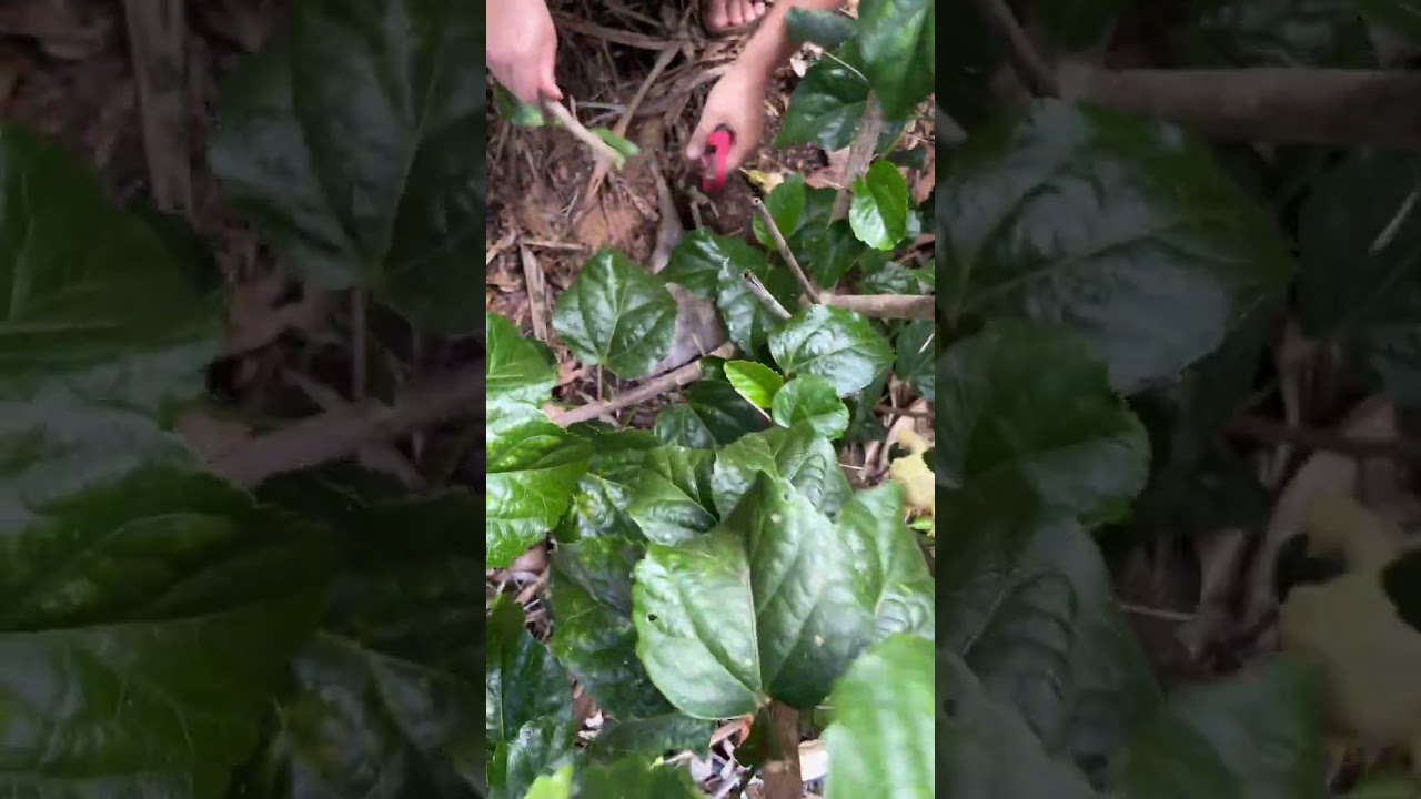 You have to do this #shorts #pruning #hibiscus #floweringplants #tropicalgarden #hawaii #flowers