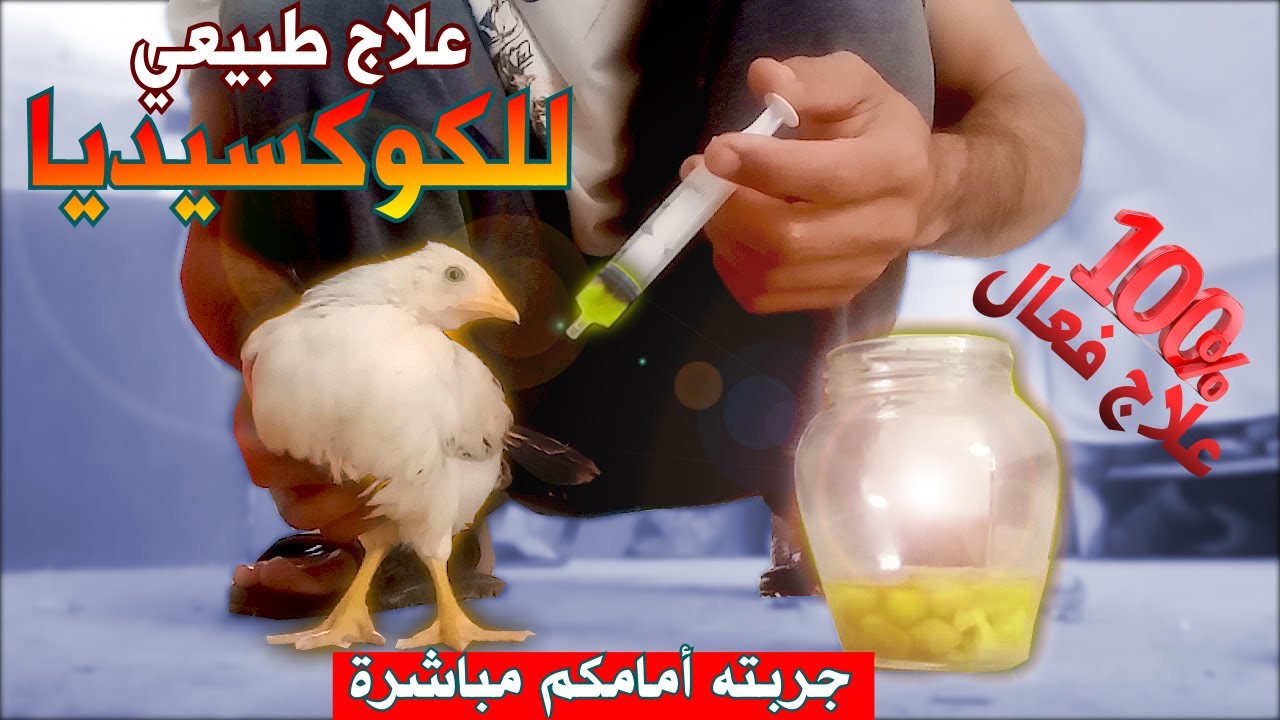 علاج طبيعي للكوكسيديا في ثلاثة أيام، رخيص و متوفر في كل بيت