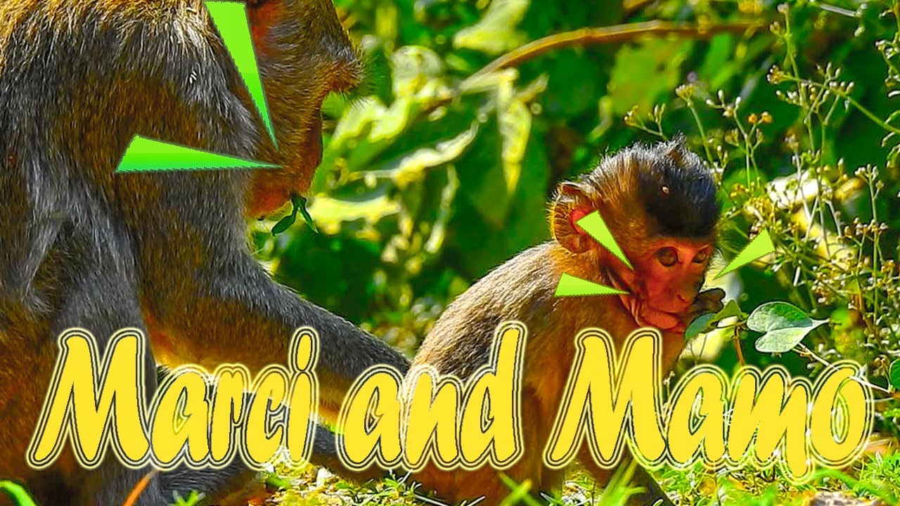 NATURAL LIFE OF MONKEY MARCI AND BABY MAMO.