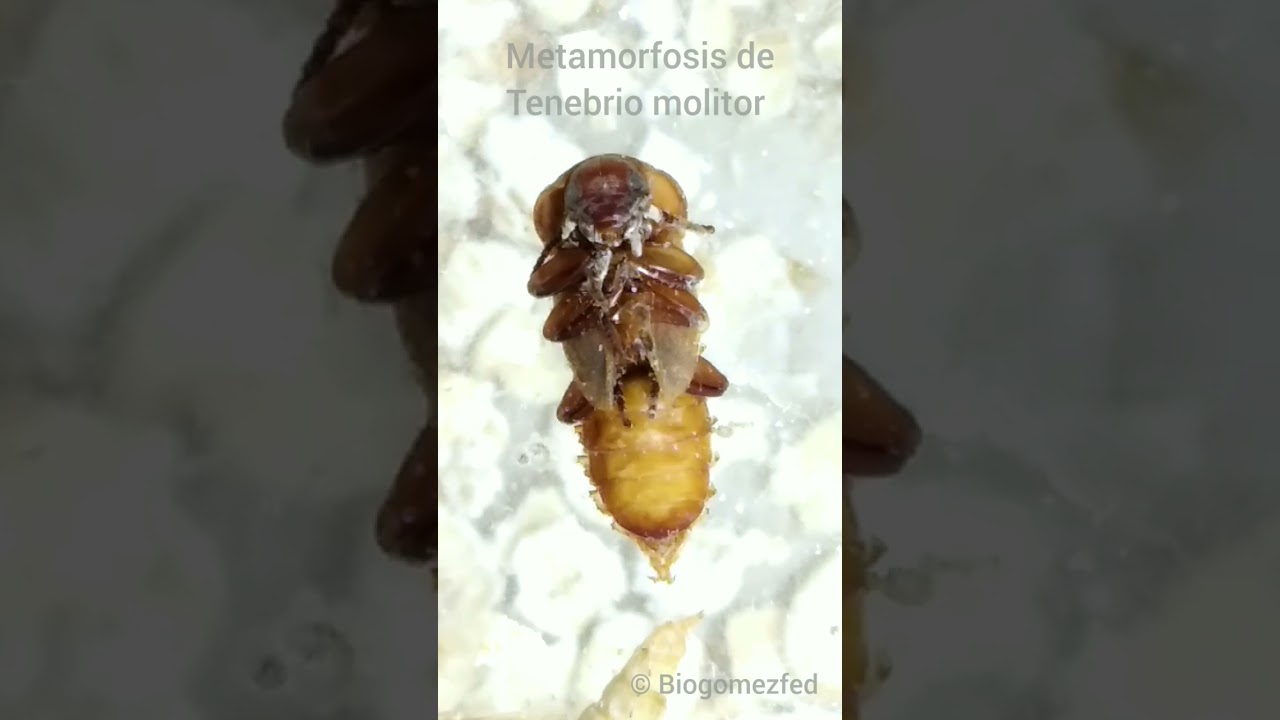 Metamorfosis del Tenebrio molitor (time lapse 1) #youtuber #insect #shortsclip #nature #subscribe