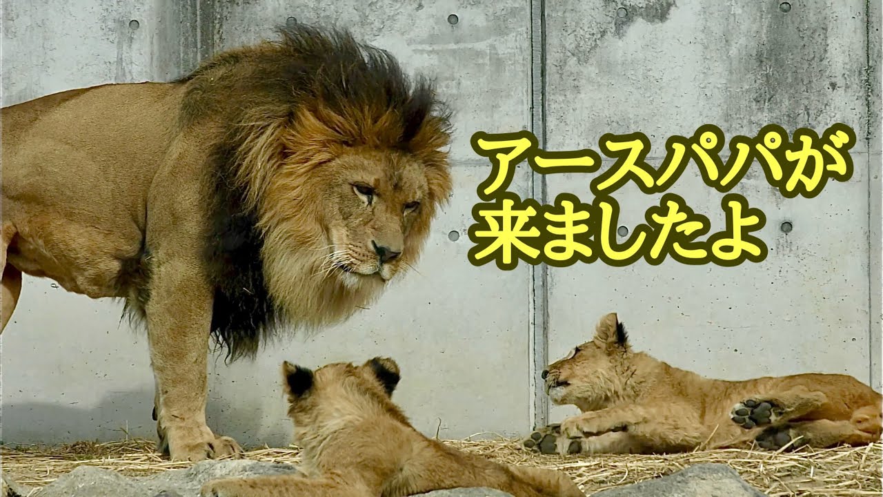 アースパパから子供に近づいていきました【のんほいパーク】Lion Earth Silk Den Al Vega Toyohashi Zoo 