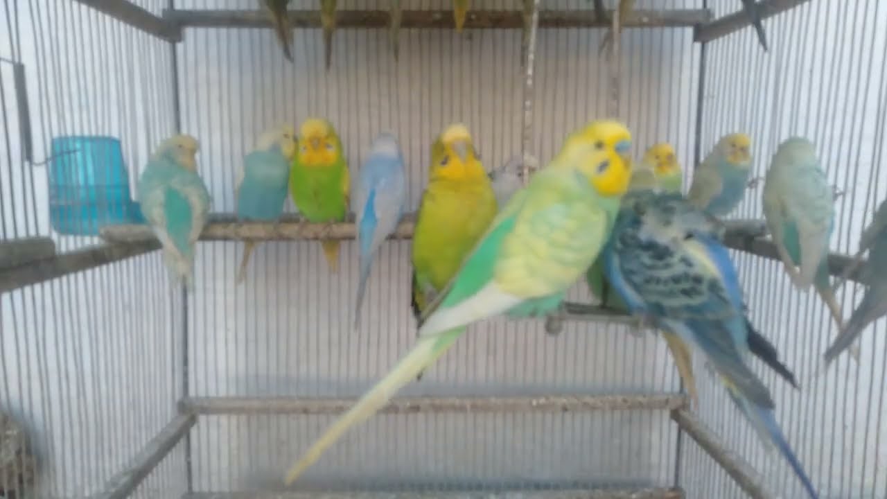 🛍️ダイソーで整えた日から始まったインコの静かな変化ストーリー🐦⚡ #100均DIY #インコ部屋 #鳥好き #快適