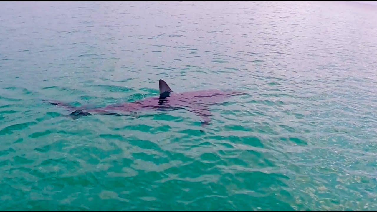 First day E-foiling: Encounter with a Mako shark
