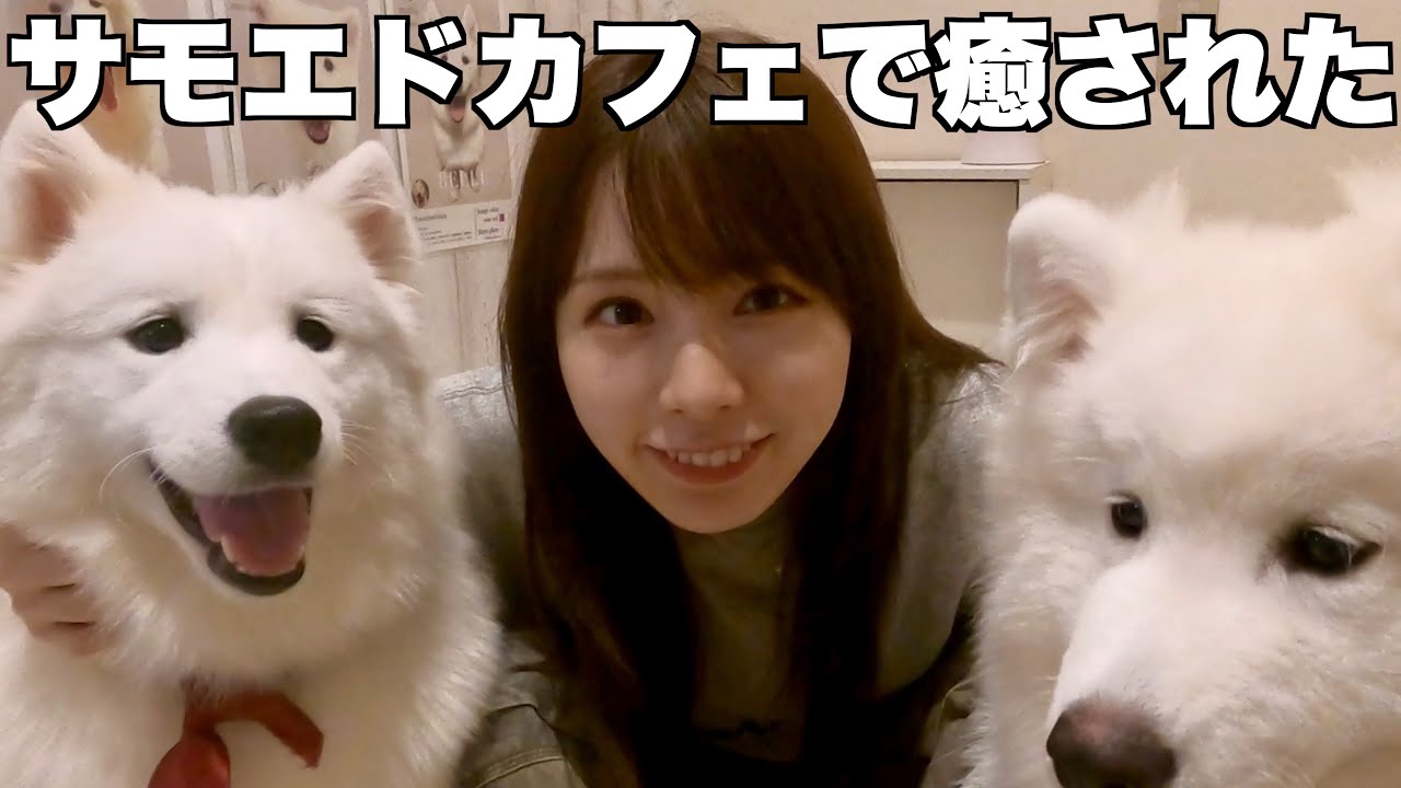 わんこだいすき女が念願のサモエドカフェ行ったら癒されすぎてむり。。。。
