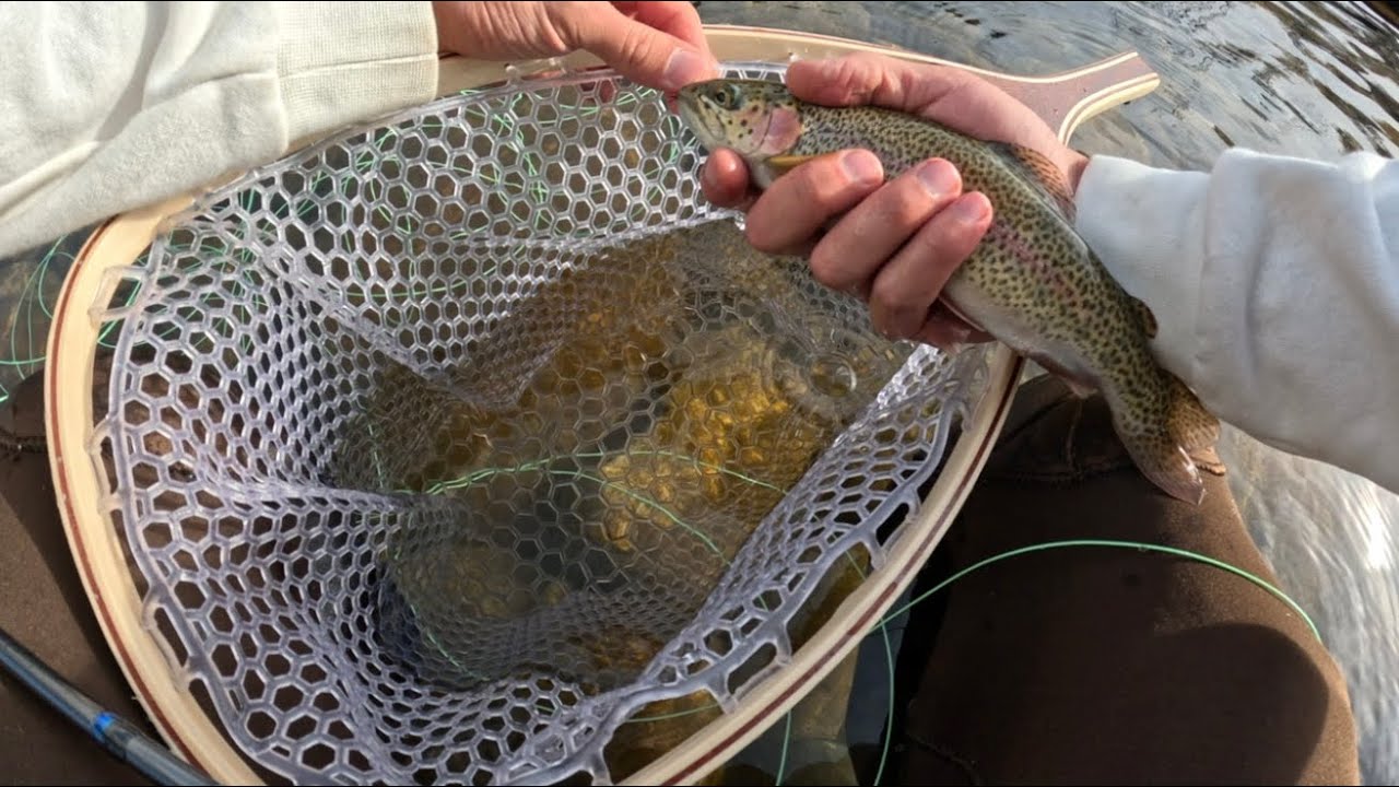 First wild rainbow!! And more from Wilson’s creek