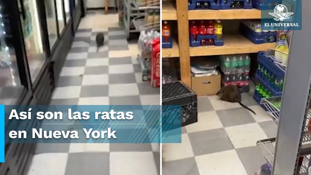 Confunden a rata gigante con perro en Nueva York