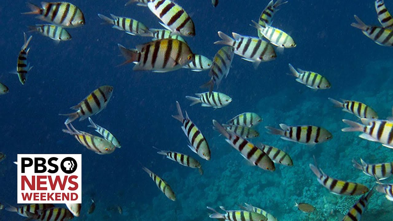 Historic deal to protect ocean biodiversity reached at UN conference