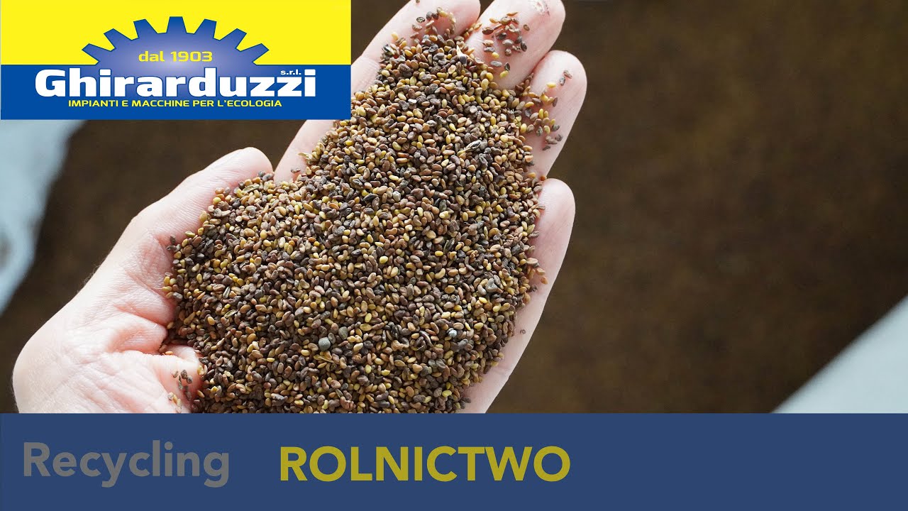 Selekcja nasion lucerny - GHIRARDUZZI SRL