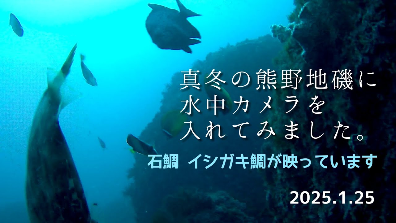 三重県 熊野の地磯で水中動画を撮影しました。映像には石鯛と石垣鯛を捕らえることができました。  水中映像 水中カメラ 水中動画 紀東地磯 熊野釣り  石鯛釣り イシダイ釣り 石鯛 イシダイ