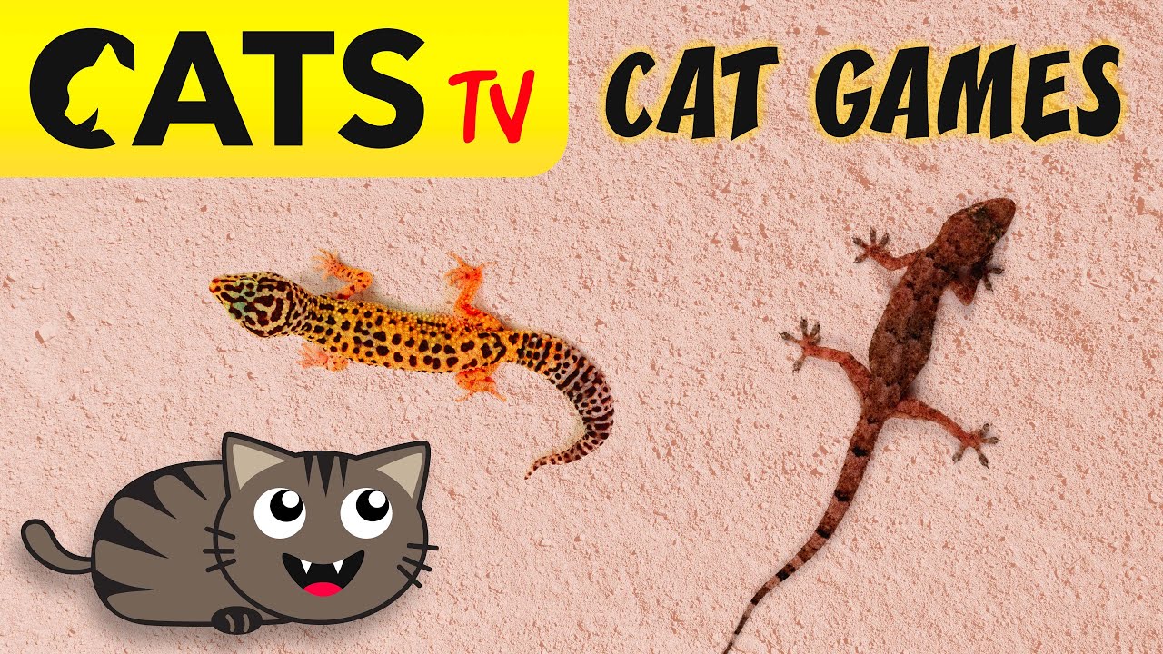 CATS TV - Realistic Lizards 🦎🙀 3D Game for cats & dogs 😻📺 [4K]