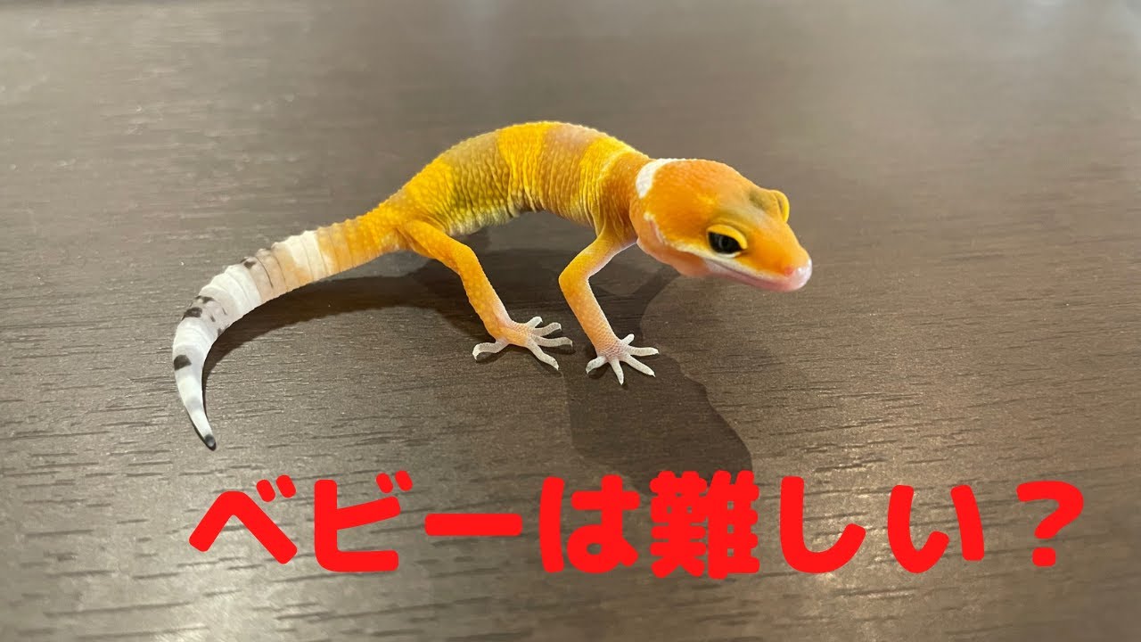 【ヒョウモントカゲモドキ】ベビーの飼育は難しいの？