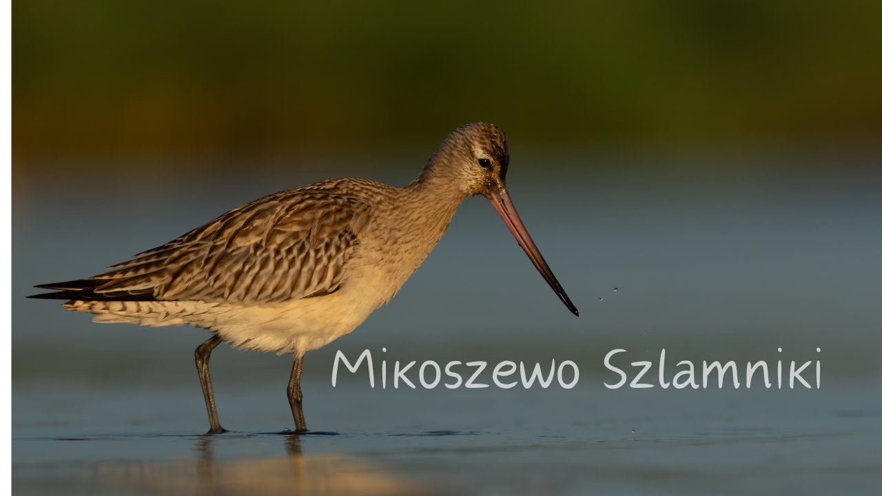 Mikoszewo Szlamnik // fotografia przyrodnicza // sony a1 // sony 200-600 //