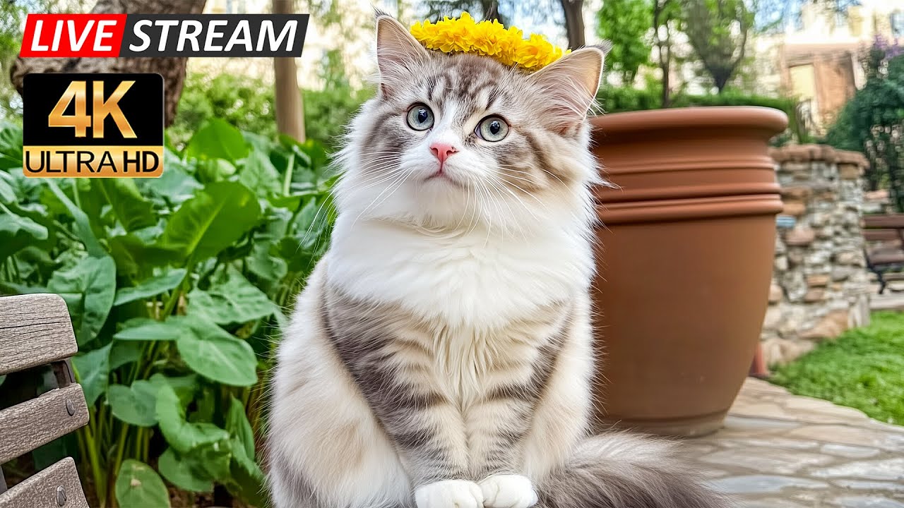 Peaceful Healing Cat Music 🌿 Nature Sounds and Soft Piano for Reduced Anxiety and Restful Sleep