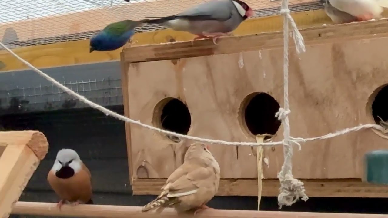 Birds live 
